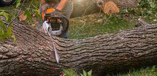 Professional Tree Removal Services in Center Point, AL