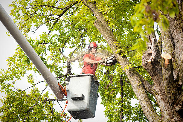 Leaf Removal in Center Point, AL